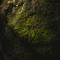Earthly Textures #5009