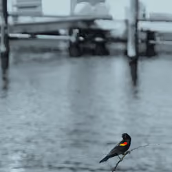 Assembly Row Bird