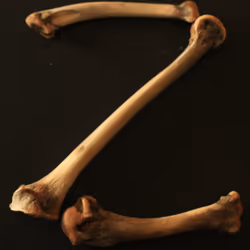 Z - Chicken Bone Font