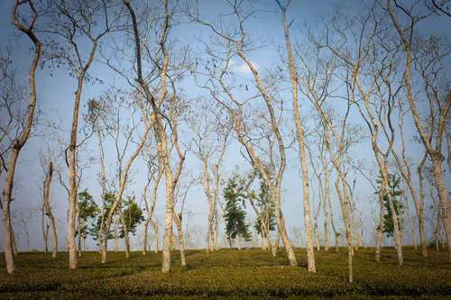 Item #86548725640412939474759328435458413273606034301935223516816389298523817902081 Media