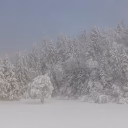 Alone in the Woods