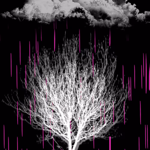 TOMMYGALIL Collection