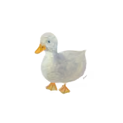 Duck #5