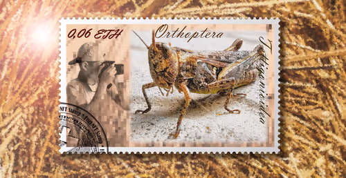 Item #105973246943151987345213410235211569025683575939462317992466355583369632284673 Media