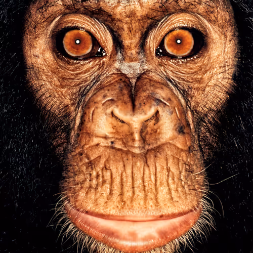 109162157552346088047496633038404394118504199992061596446112929711782803537921