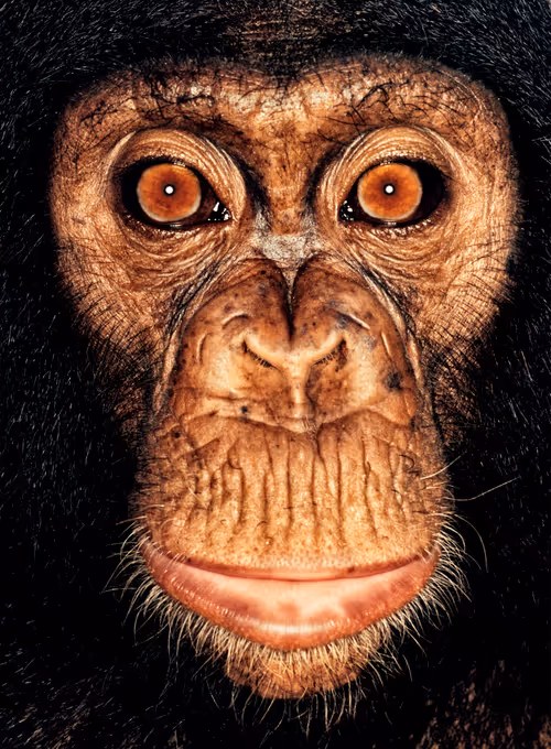 Item #109162157552346088047496633038404394118504199992061596446112929711782803537921 Media