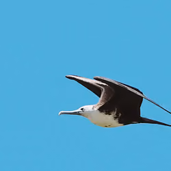 Sky Skater