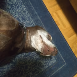 Selfie stick Dogo