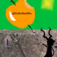 90302951250114735206229768382045267435032552697423227921466359506122989109249