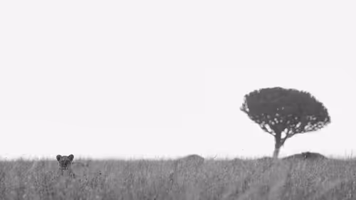 Item #16879192059959123732036448234952685095979539884422983178326140798122093183026 Media