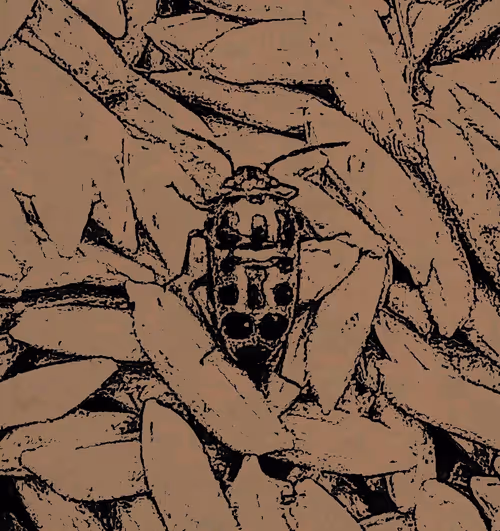 Item #81269833061274051173789884418282317830923519221172308843662164455982305902593 Media