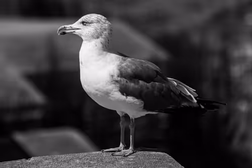 Item #37718881441179036120726966072961310746686791520690982008869122804114111070209 Media