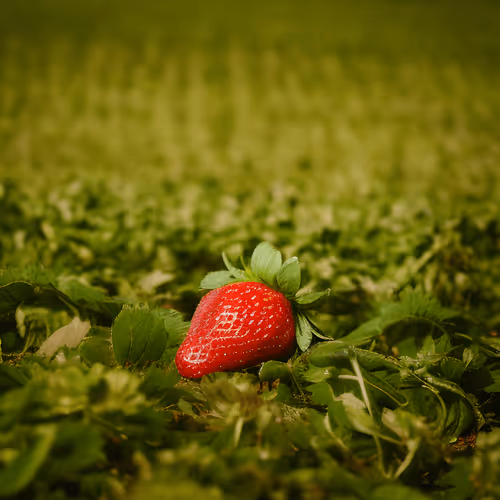 WE ARE FRESH STRAWBERRIES