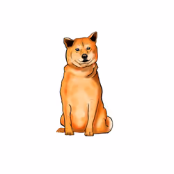Shiba inu #1