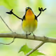 109675299844138908130345288842380091015434126869171858984097083504102958170113