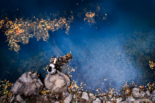 Item #103012301657456598627464593711191492996341926608798375780323323132910176829441 Media