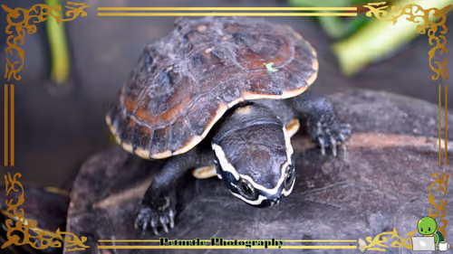 Item #63688176006920298669738405398310368792609774011425620877012057972560866836481 Media