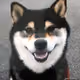 6419649619378543771155028847592637555375526734263820029780823688528305061889