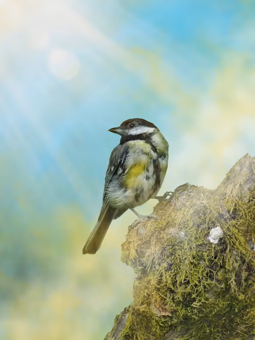 Item #20879904977050231781978559907445915739532146362246903749837269912808868282369 Media