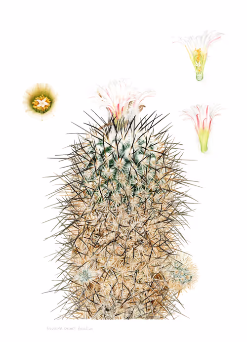 Item #113489034304621262780688231826605953110850630037048369512317058352476476932101 Media