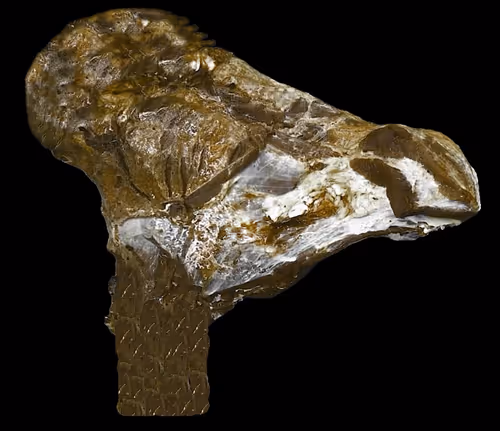 Item #18063966590187803564983313972252836895288362682890717819958697114214999261185 Media