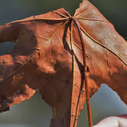 First Leaf of Fall