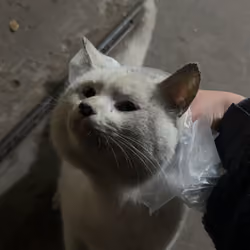 A stray cat