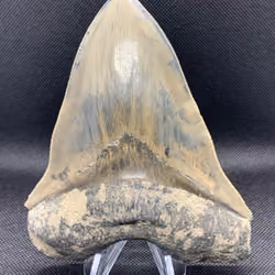 Tooth 11
