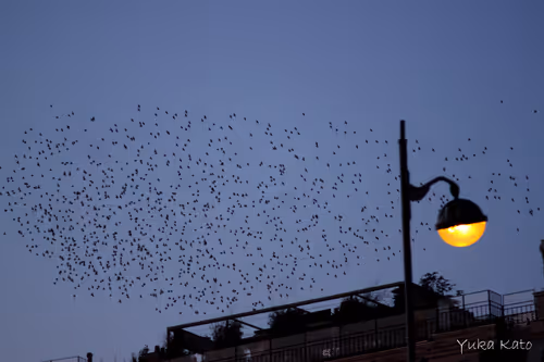 Item #111326101478107214990251795731047965840392207690526379209547236978488621662209 Media