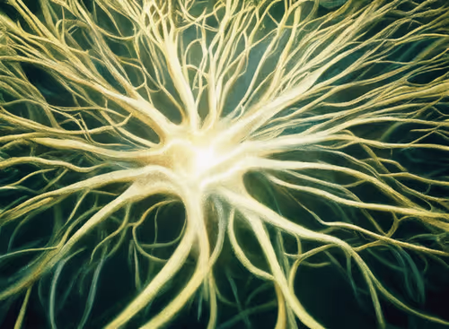 Item #98695163844141812296559601516468632585703412525772017875852753075744926597121 Media