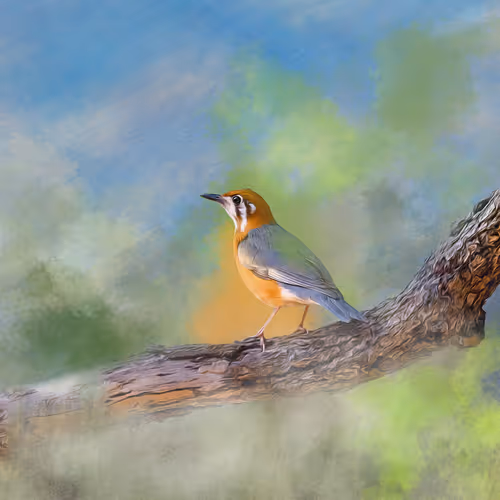 #12 Orange Headed Thrush