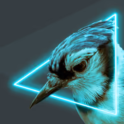 Neon Bluejay