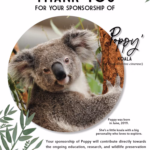 pigeonbread Collection