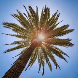 Summer Palm #1 of 5