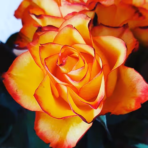 Untitled Collection #2418355772