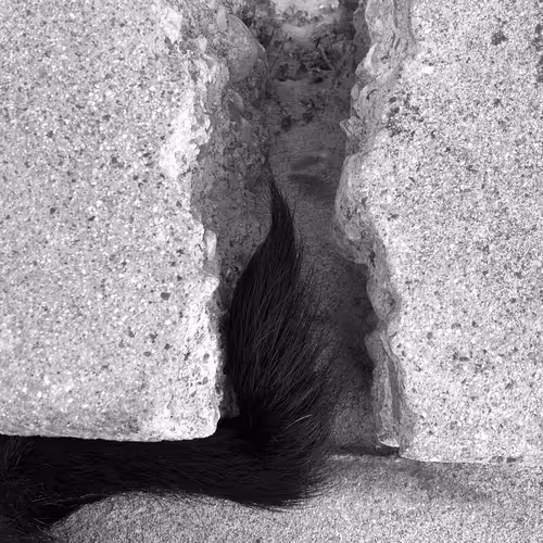 Item #56431751608181922231259635946092067407977788553703326303680802296457083224065 Media