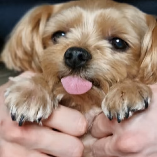 Dog with Tongue