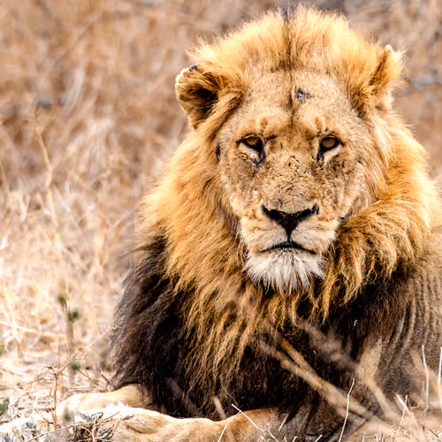 The King 