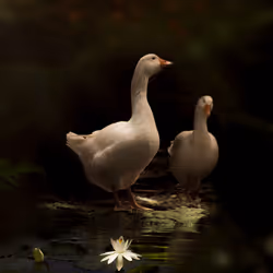 Epiphany