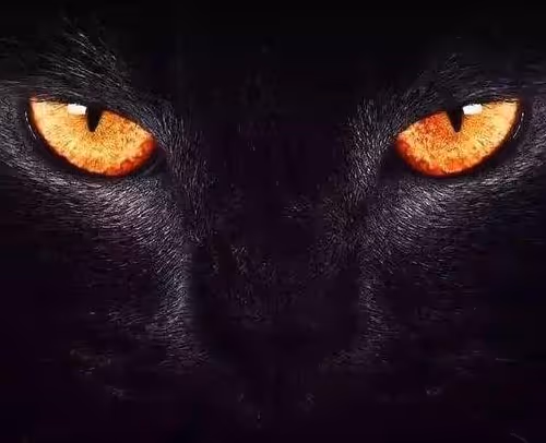 Untitled Collection #308808900