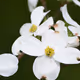 Dogwood Reverie