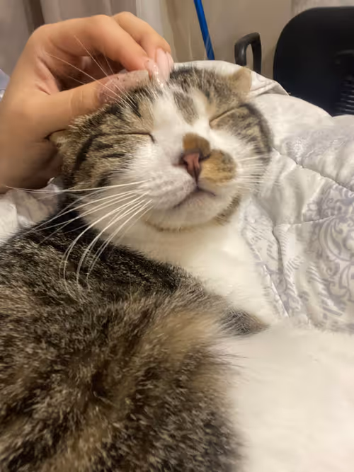 Item #51714780314179032241787952776522636894904578774096726712782613639451277000705 Media