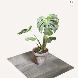Monstera Deliciosa (Teenager)