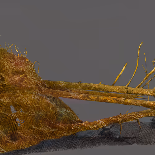 Fallen Tree