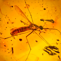 100 MILLION YEARS