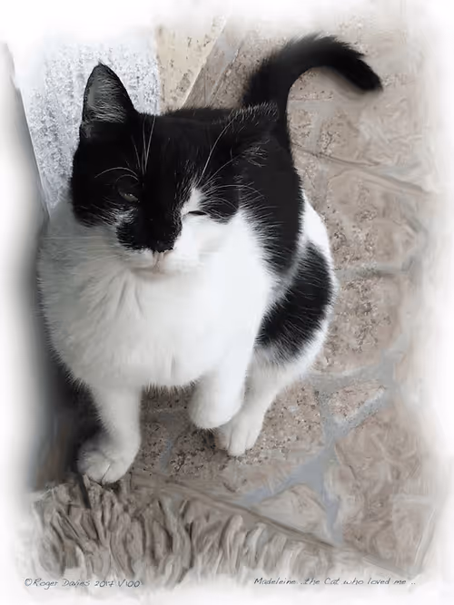 Item #25766228410116791685339336380012731519026805930459738932816938964441775472740 Media