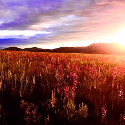 Cotopaxi Wildflowers #4