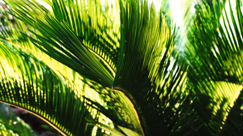 Item #80771556442756265183301050627387931027894134790905181009739115061273958547457 Media