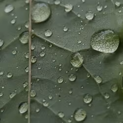 That's a nice leaf.