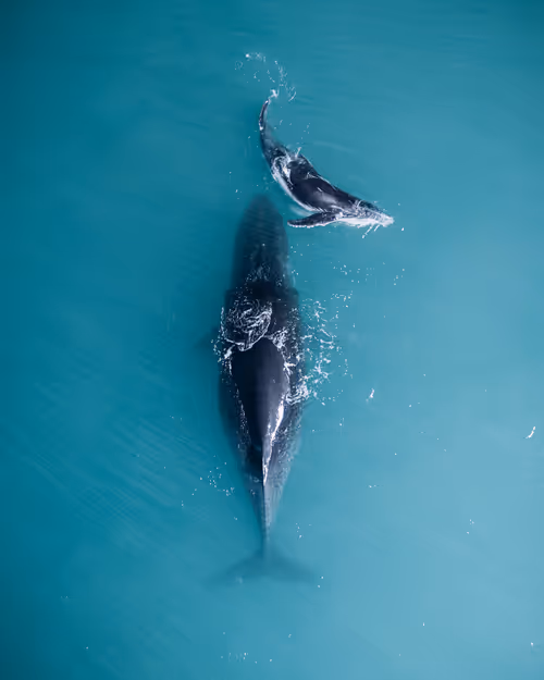 Item #98364308577151193896223353629965486931327977974902168475633960456110603239425 Media